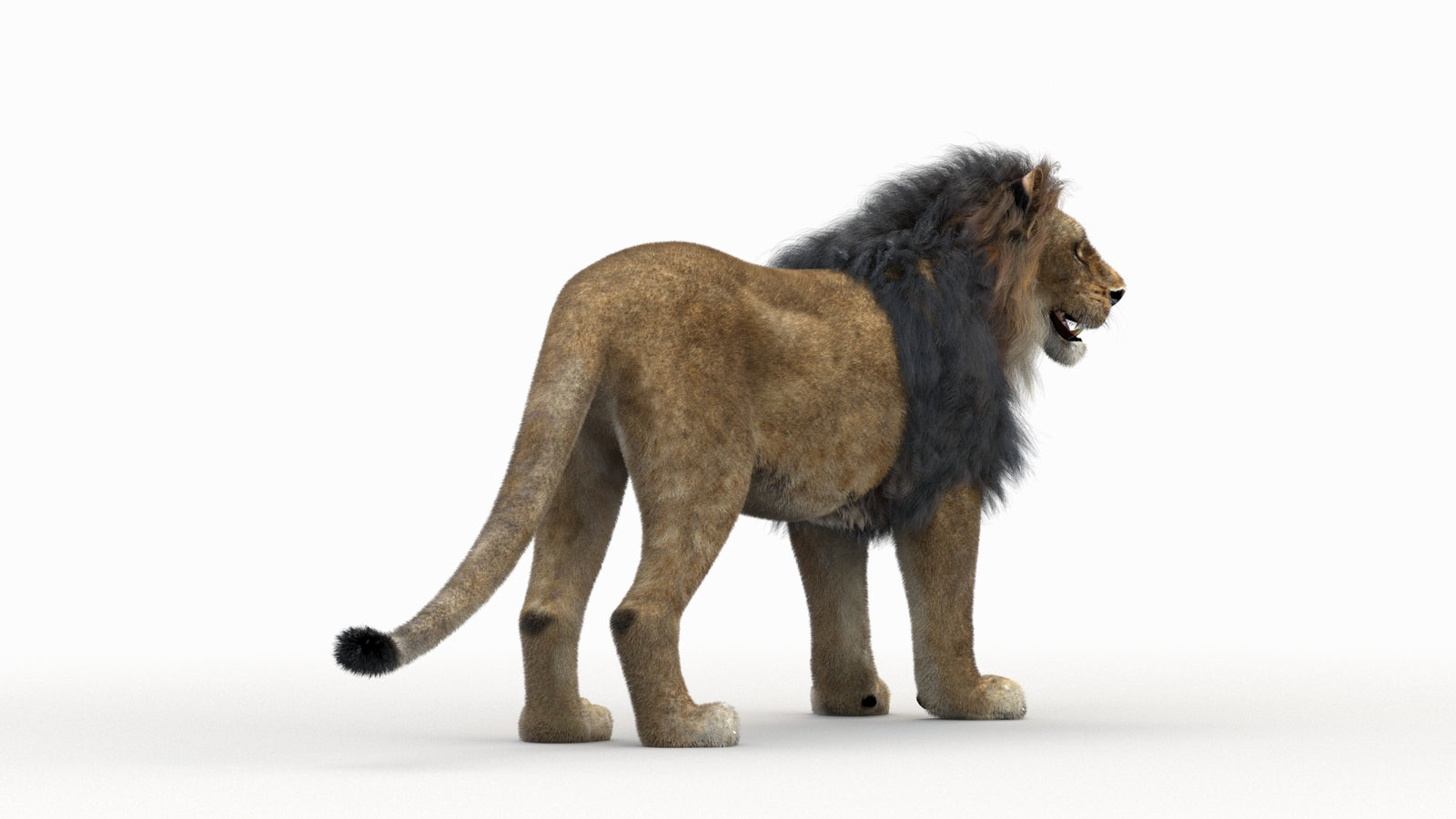Lion 3D Model Rigged Fur 360° view 1 frame 6