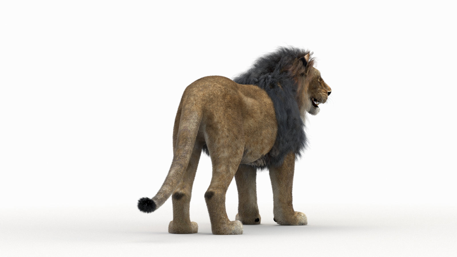 Lion 3D Model Rigged Fur 360° view 1 frame 7