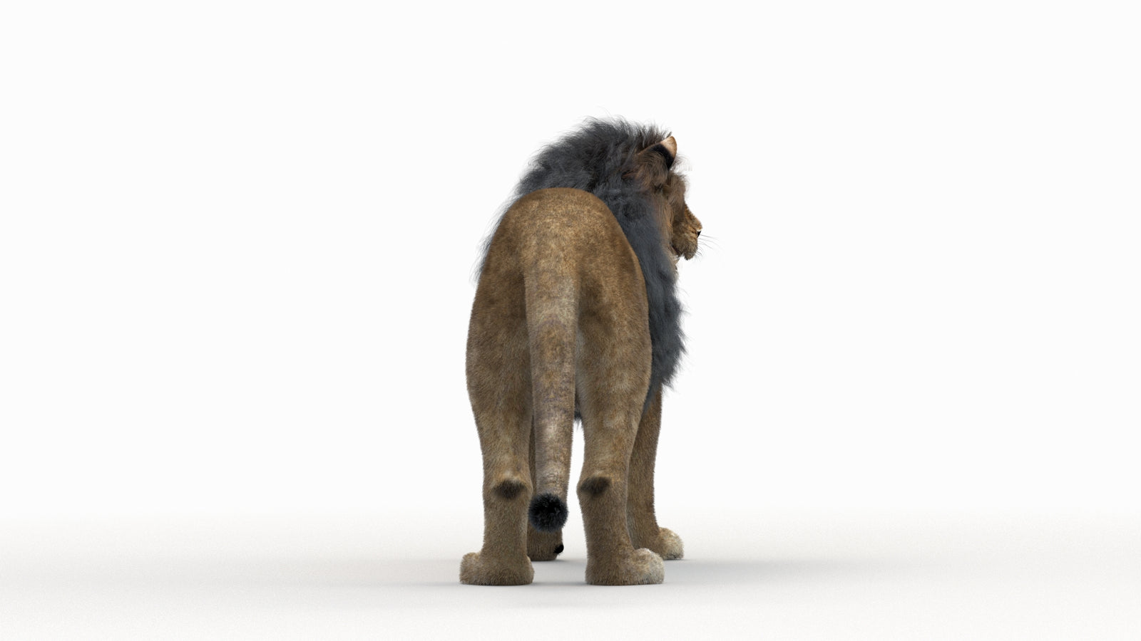 Lion 3D Model Rigged Fur 360° view 1 frame 9