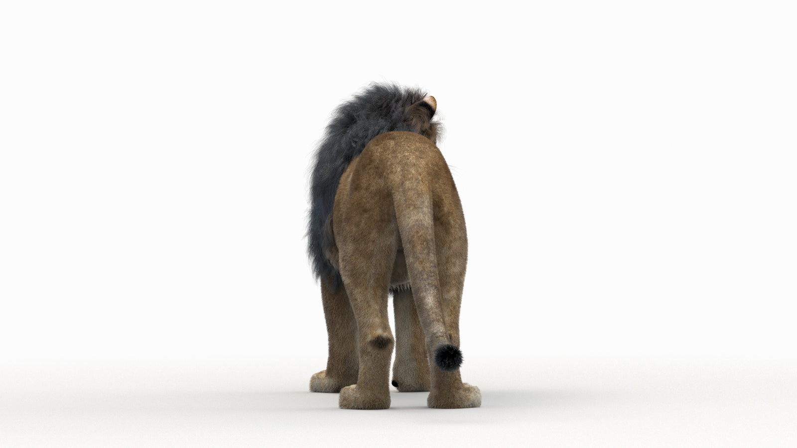 Lion 3D Model Rigged Fur 360° view 1 frame 10