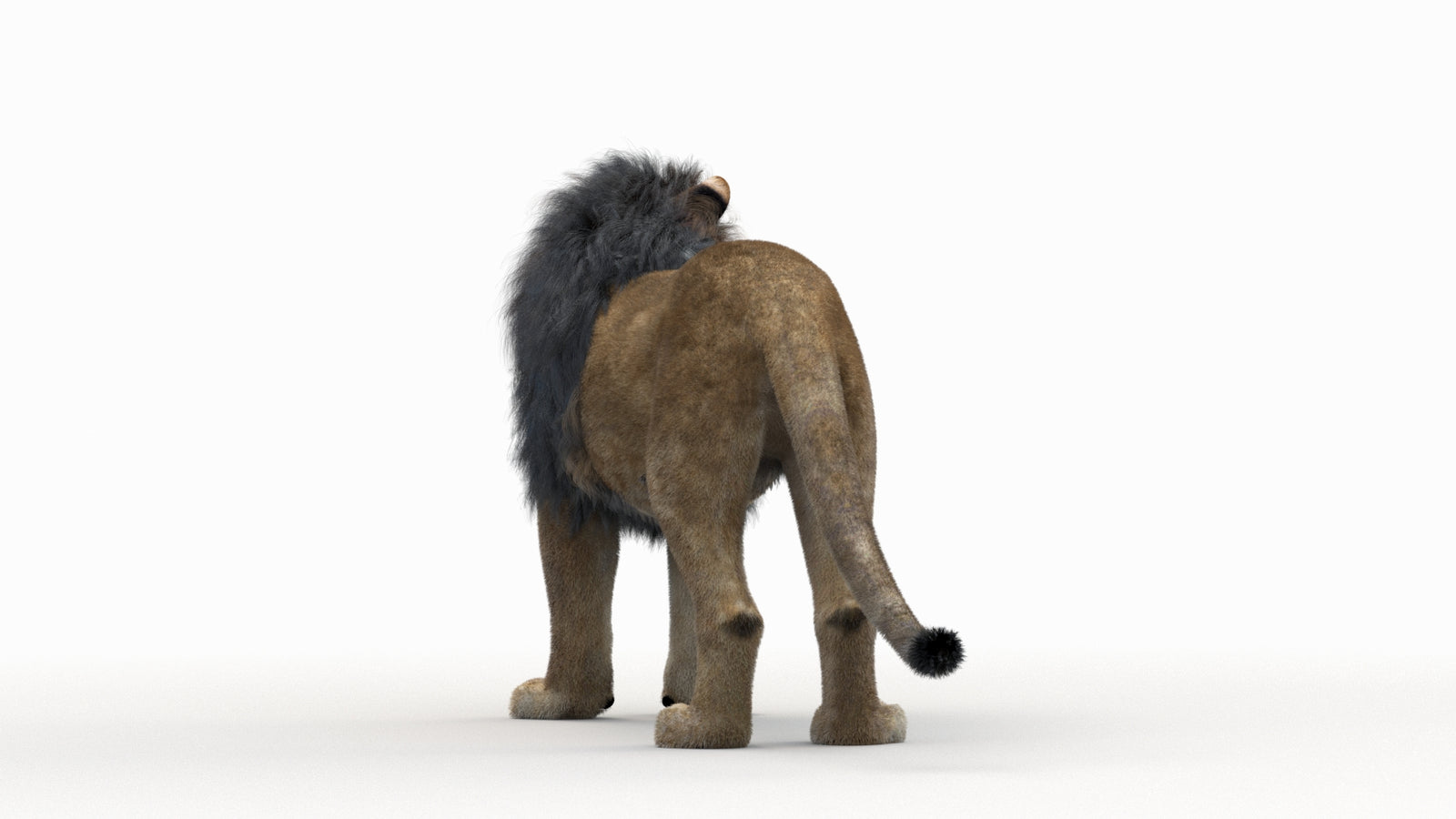 Lion 3D Model Rigged Fur 360° view 1 frame 11