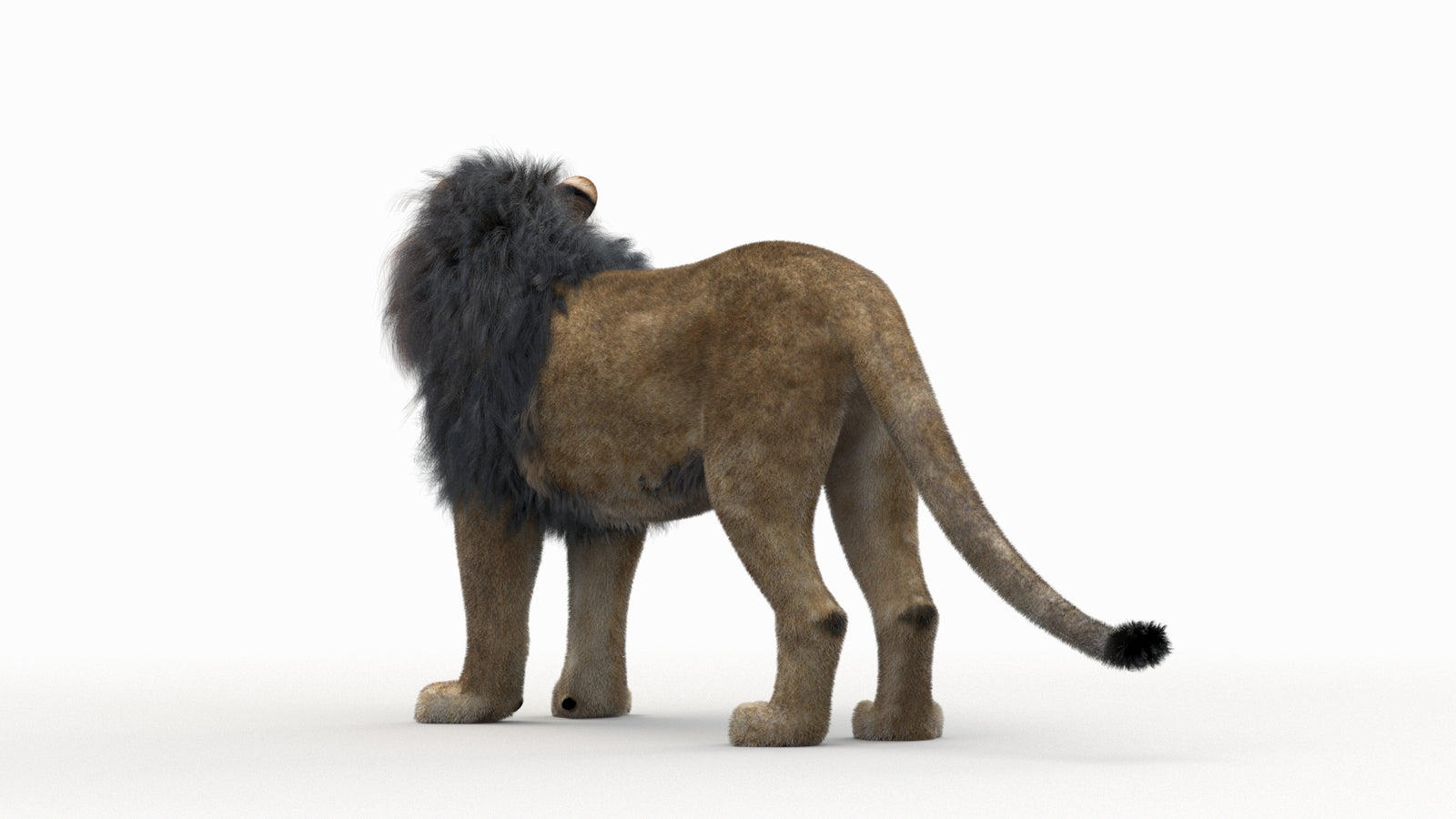 Lion 3D Model Rigged Fur 360° view 1 frame 13