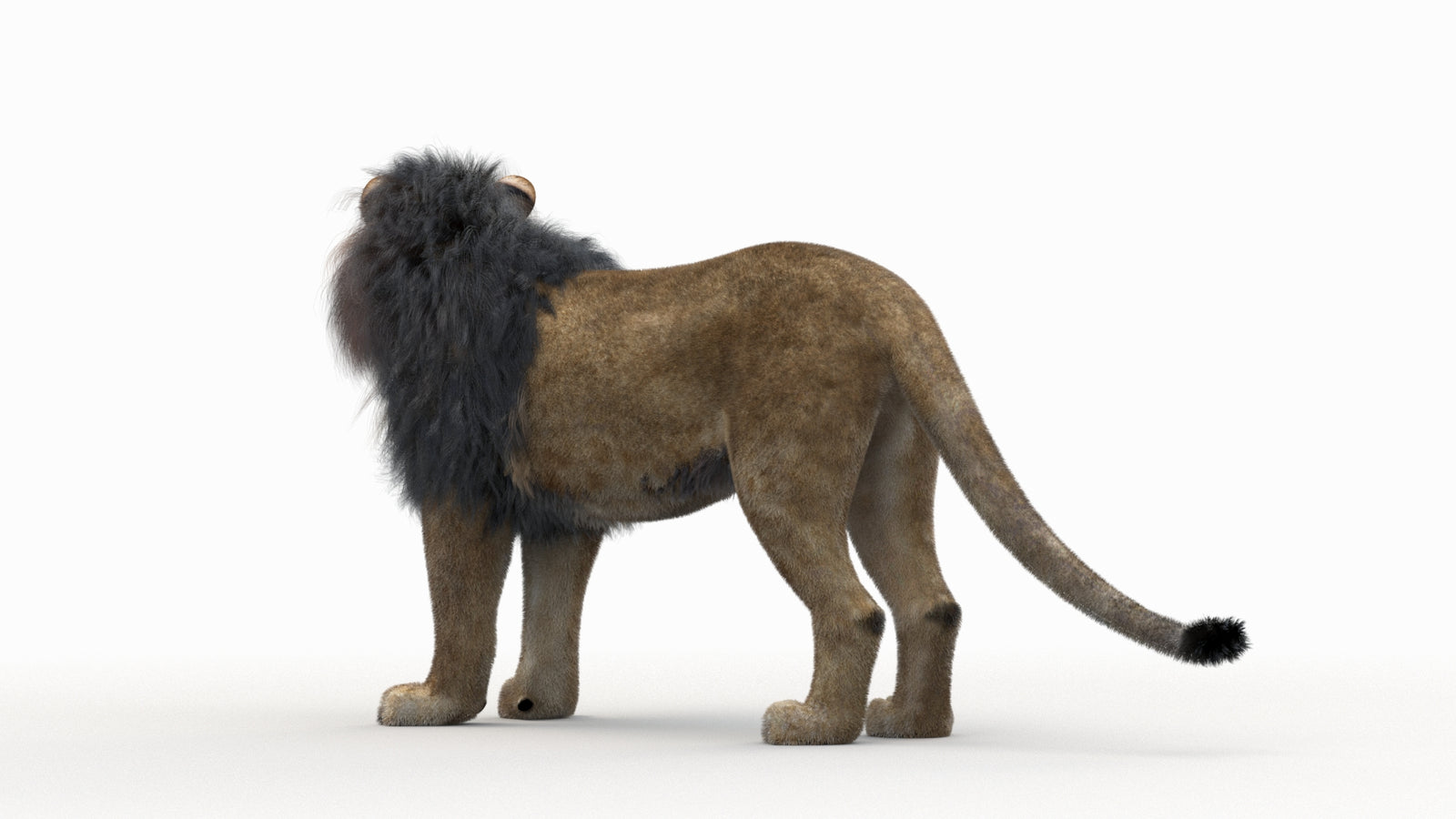 Lion 3D Model Rigged Fur 360° view 1 frame 14