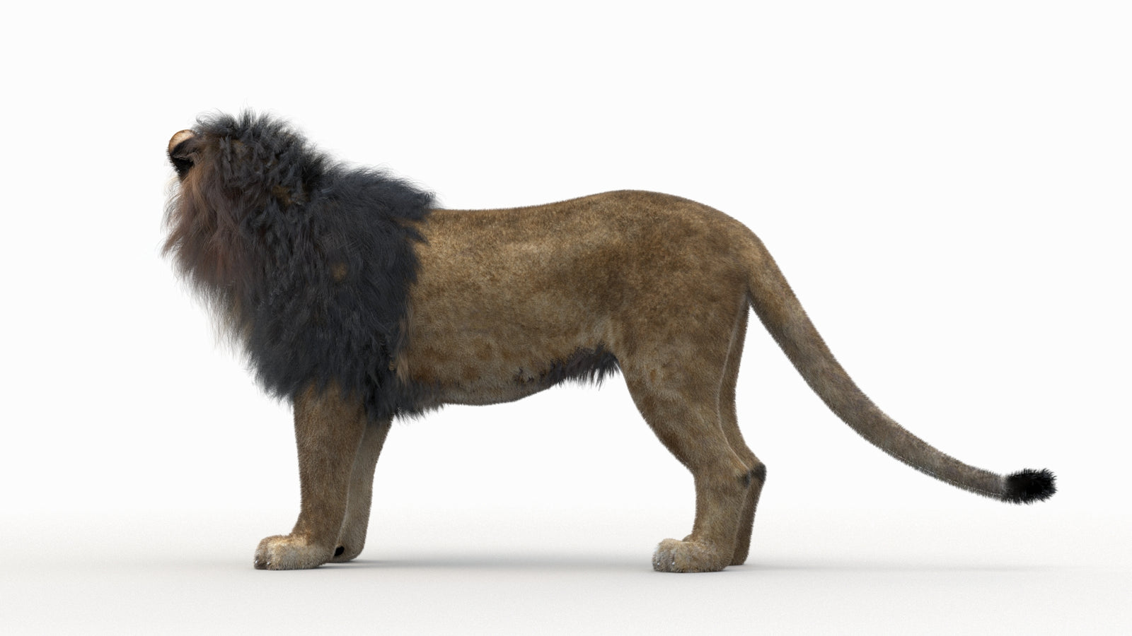 Lion 3D Model Rigged Fur 360° view 1 frame 17