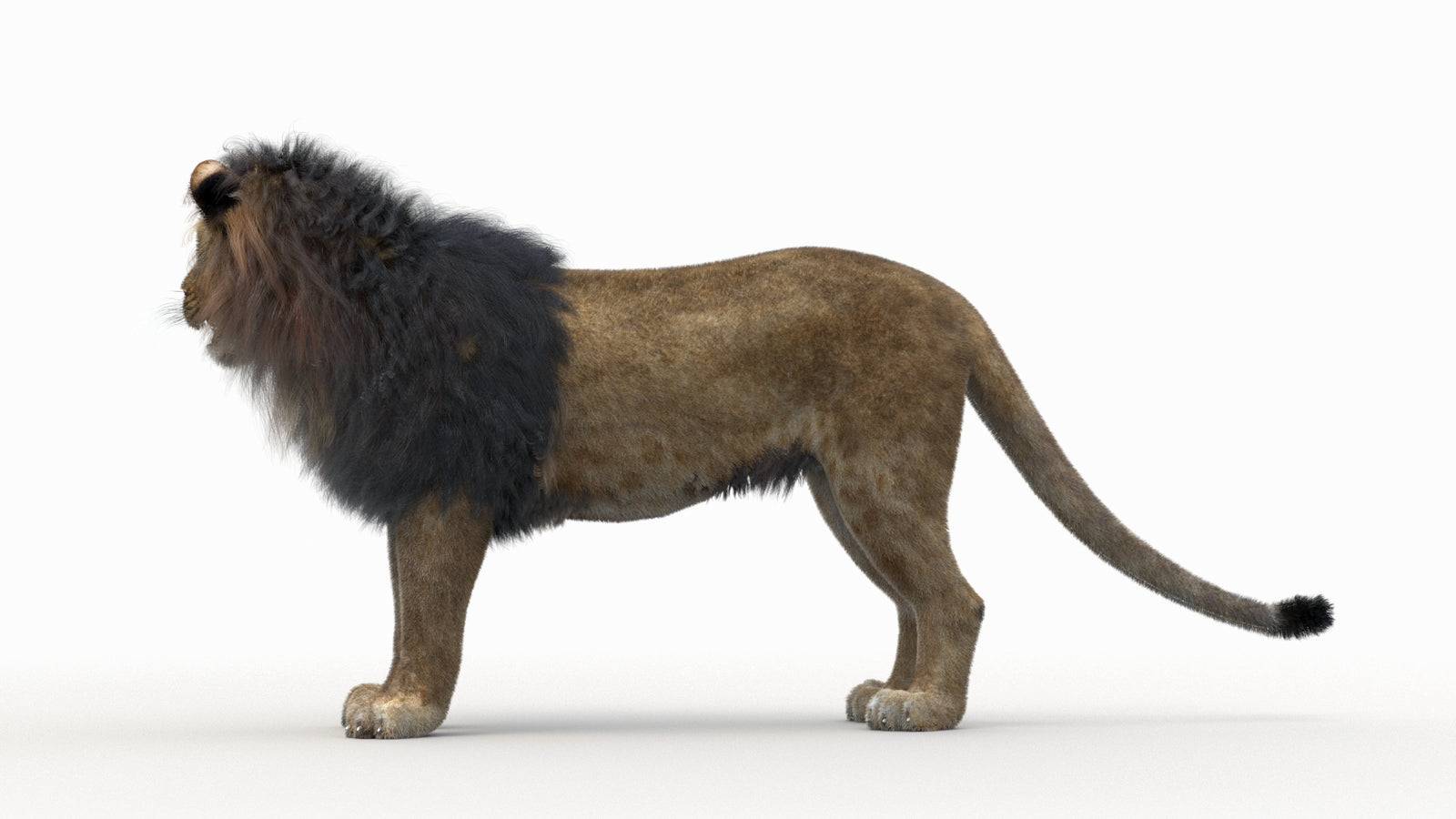 Lion 3D Model Rigged Fur 360° view 1 frame 19