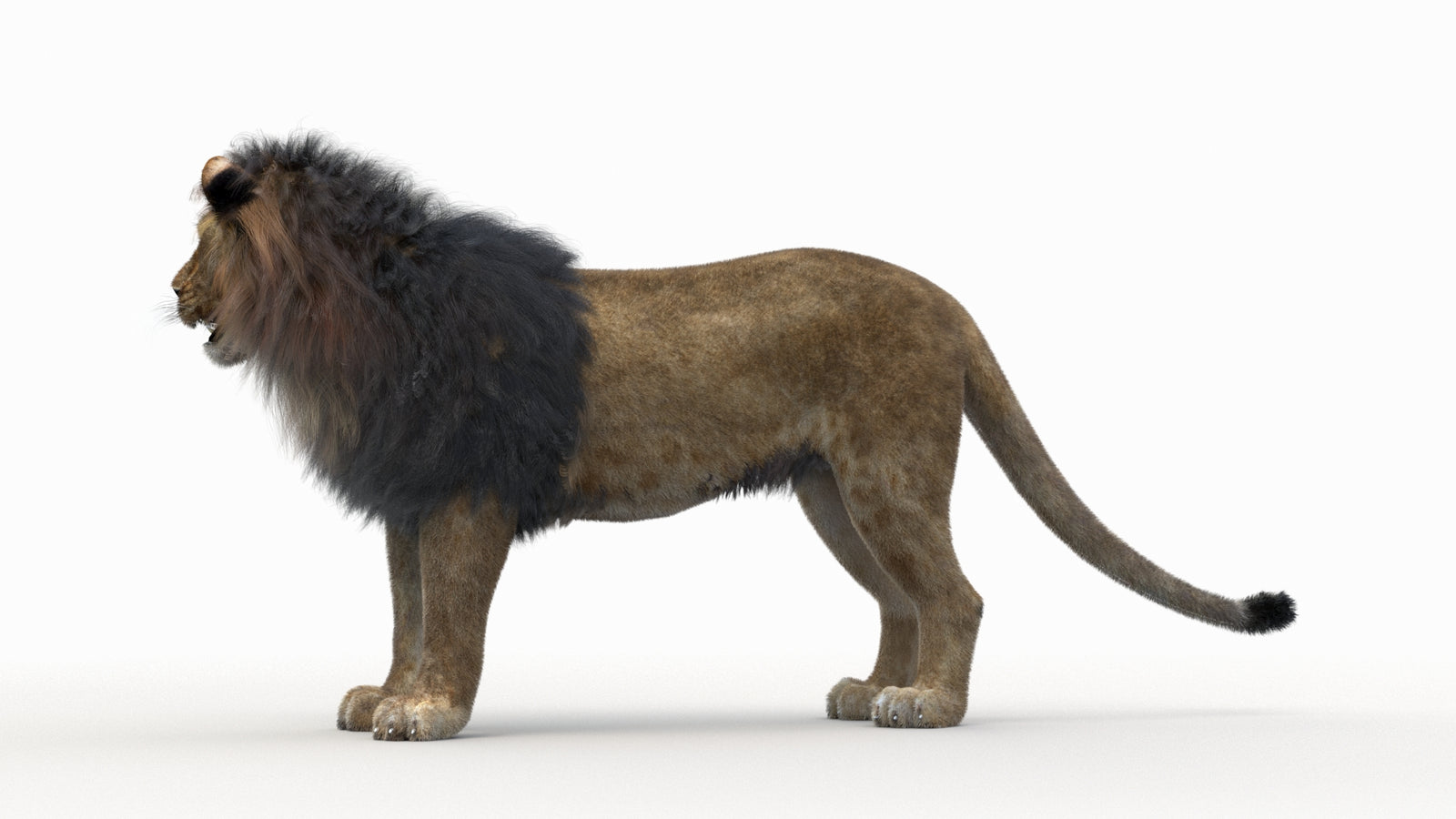 Lion 3D Model Rigged Fur 360° view 1 frame 20