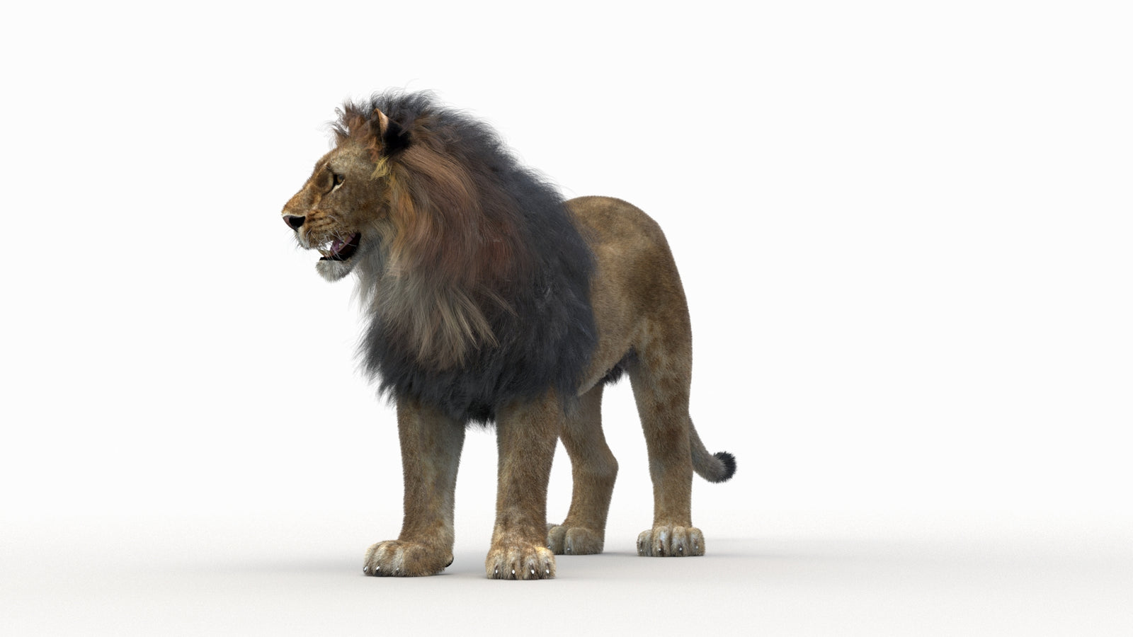 Lion 3D Model Rigged Fur 360° view 1 frame 25
