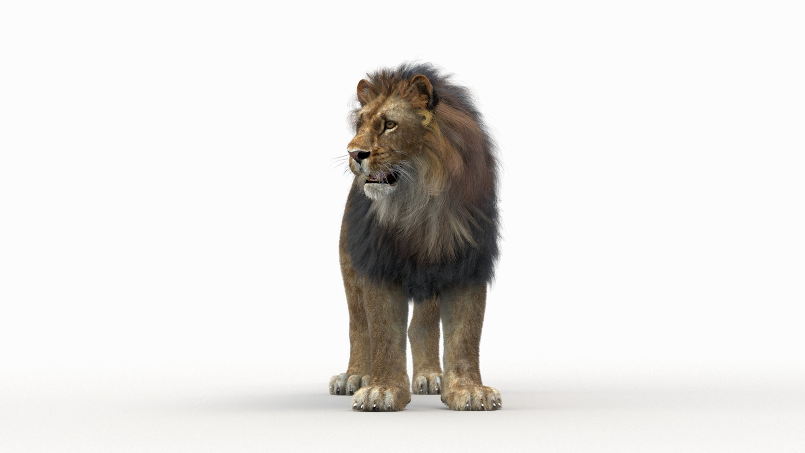 Lion 3D Model Rigged Fur 360° view 1 frame 28