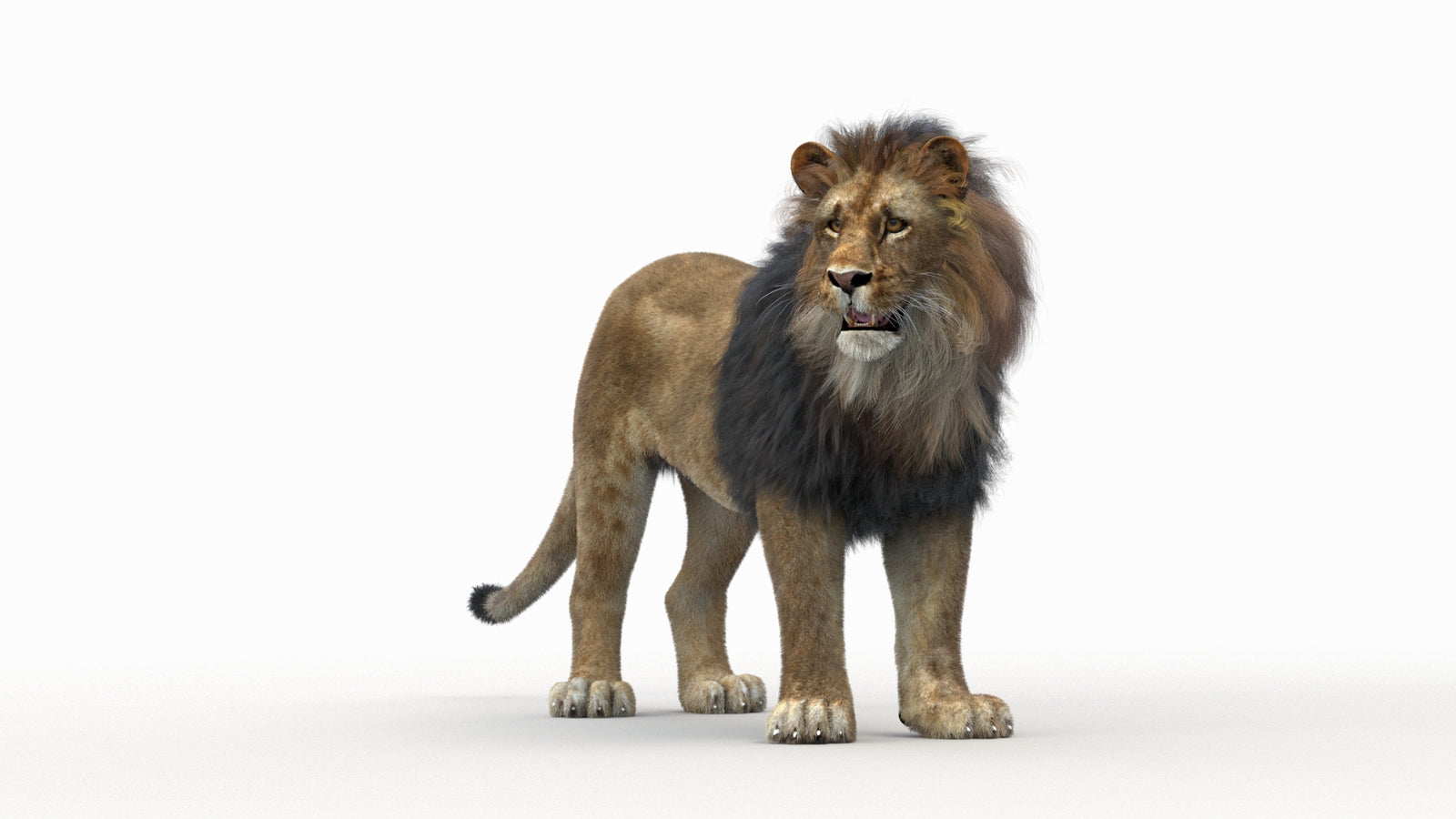 Lion 3D Model Rigged Fur 360° view 1 frame 30