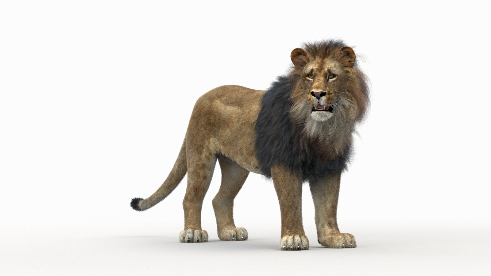 Lion 3D Model Rigged Fur 360° view 1 frame 31