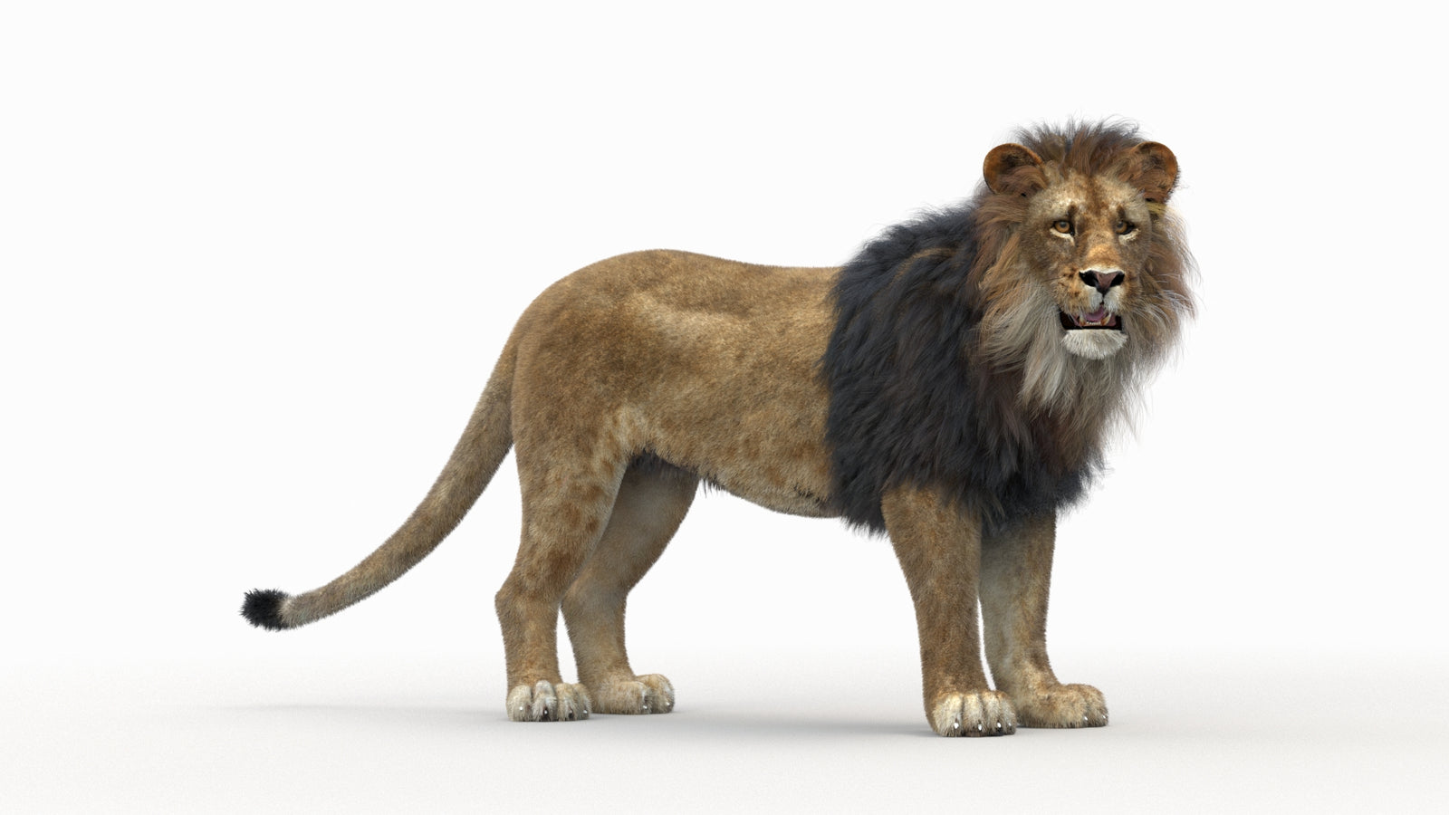 Lion 3D Model Rigged Fur 360° view 1 frame 33