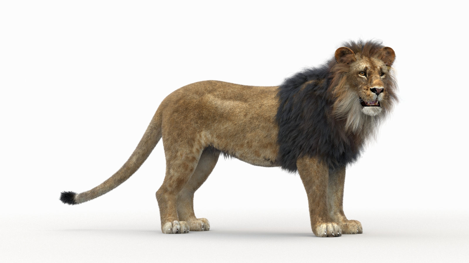 Lion 3D Model Rigged Fur 360° view 1 frame 34