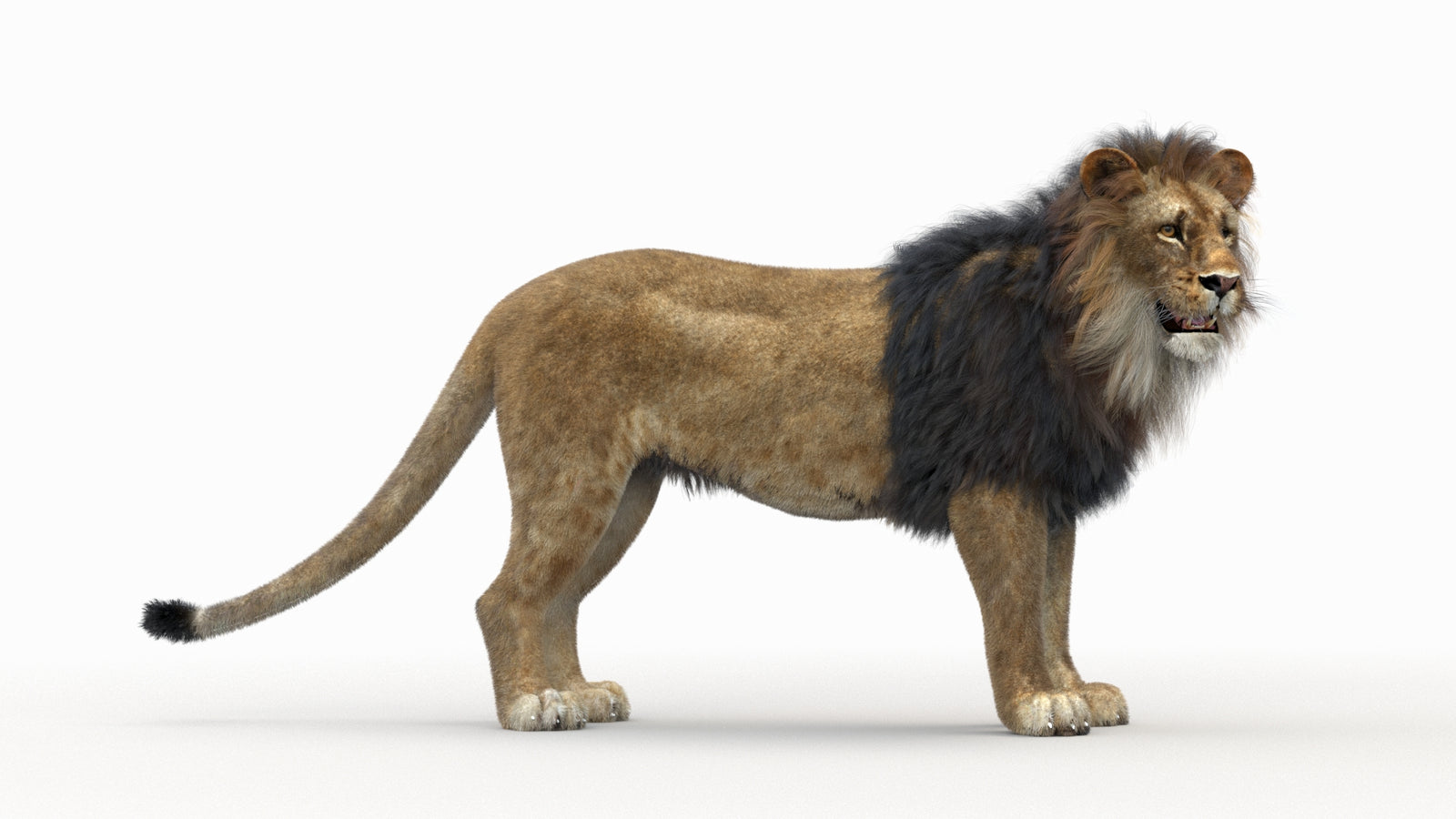 Lion 3D Model Rigged Fur 360° view 1 frame 35