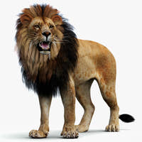 Rigged Lion 3D Model