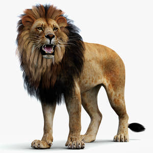 Rigged Lion 3D Model — Polygonal Mane - cover Thumbnail