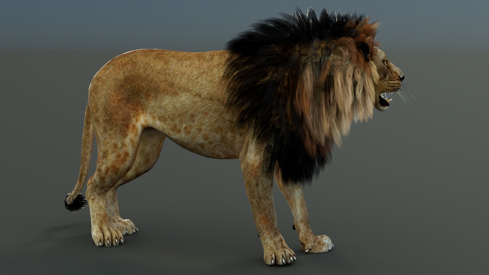 Rigged Lion 3D Model