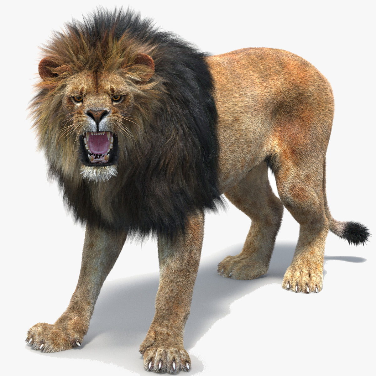 Rigged lion 3D model with realistic fur, CAT Motion rig, animated in 3ds Max