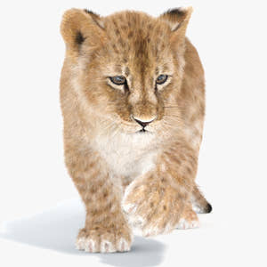 Rigged Lion Cub 3D Model with Fur Thumbnail