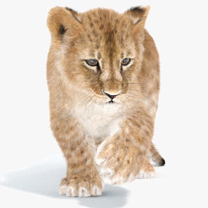 Rigged Lion Cub 3D Model with Fur Thumbnail