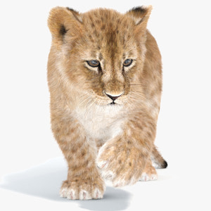 Rigged Lion Cub 3D Model with Fur Thumbnail
