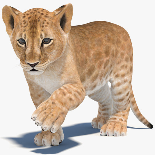 Rigged Lion Cub 3D Model