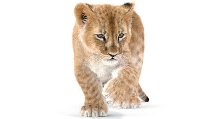 Rigged Lion Cub 3D Model Fur