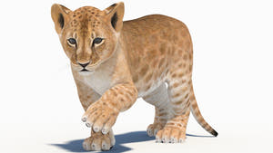 Rigged Lion Cub 3D Model for Download Thumbnail