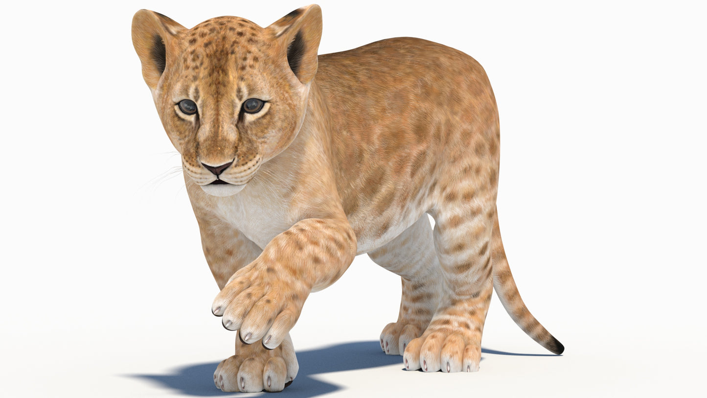 Rigged Lion Cub 3D Model