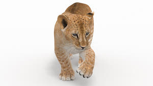 Lion cub 3d model walking pose on a white background Thumbnail