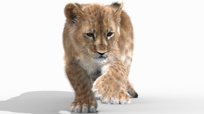Rigged Lion Cub 3D Model Fur