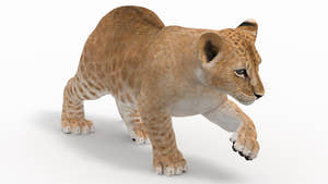 Rigged Lion Cub 3D Model for Download Thumbnail