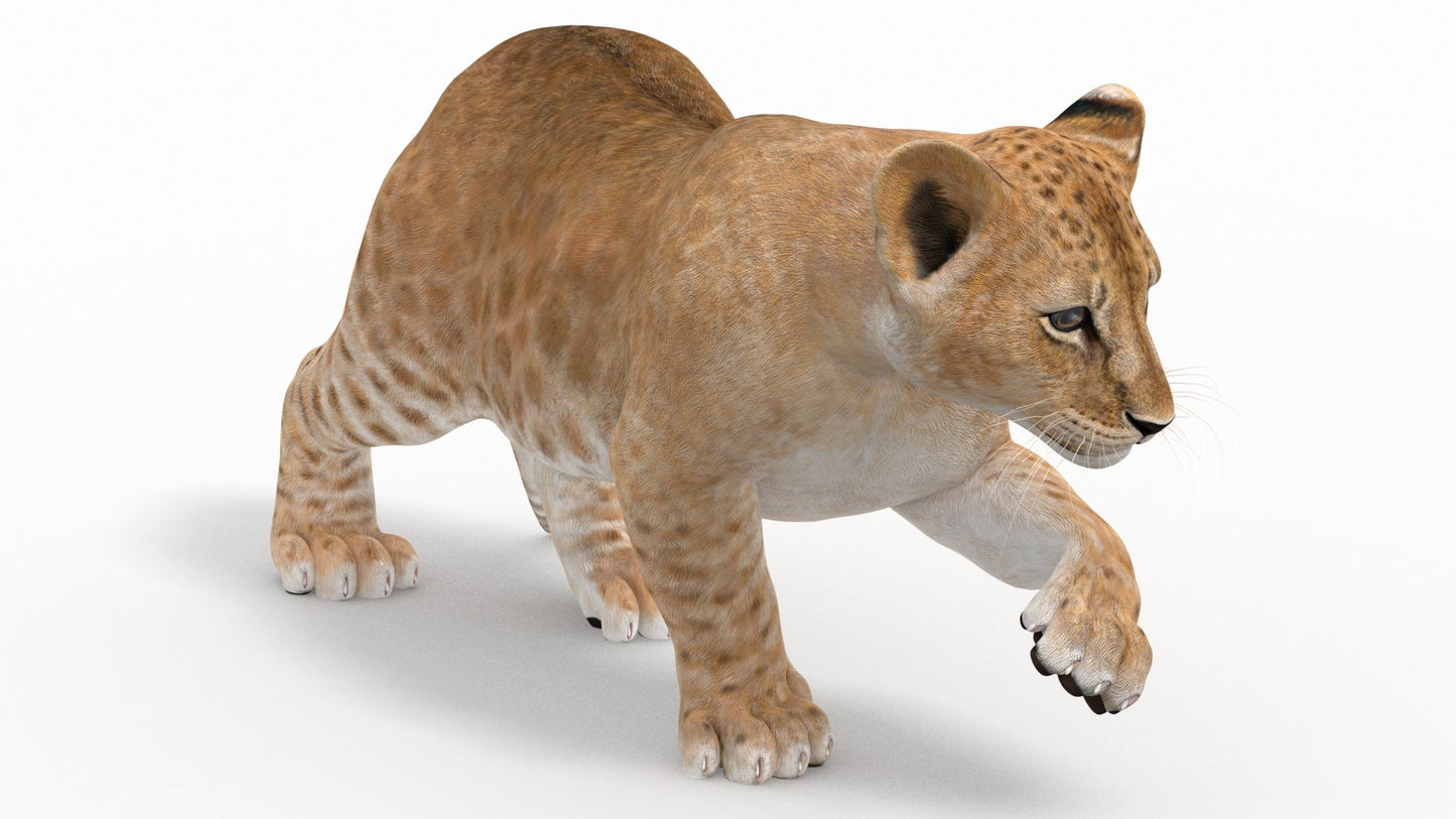 Rigged Lion Cub 3D Model