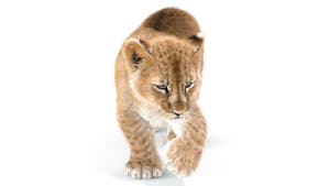 Rigged Lion Cub 3D Model with Fur  Thumbnail