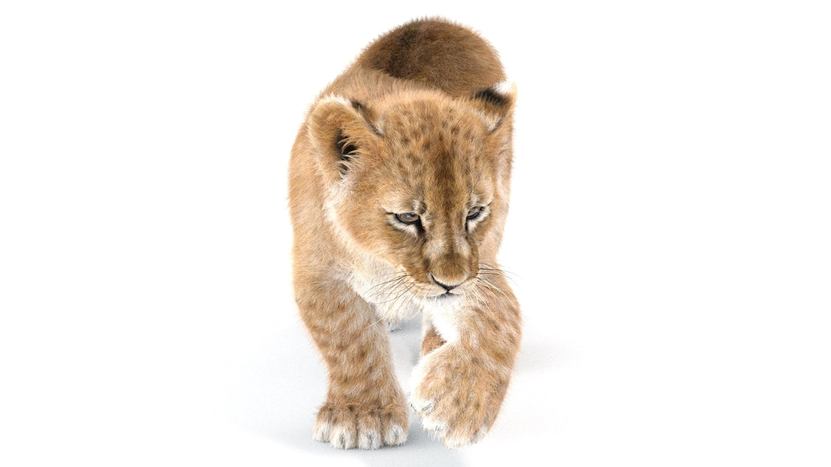 Rigged Lion Cub 3D Model with Fur 
