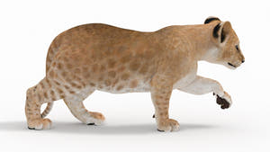 Rigged Lion Cub 3D Model for Download Thumbnail