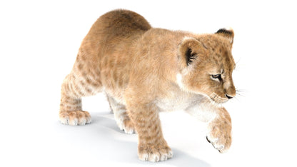Rigged Lion Cub 3D Model Fur