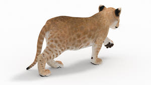 Rigged Lion Cub 3D Model for Download Thumbnail