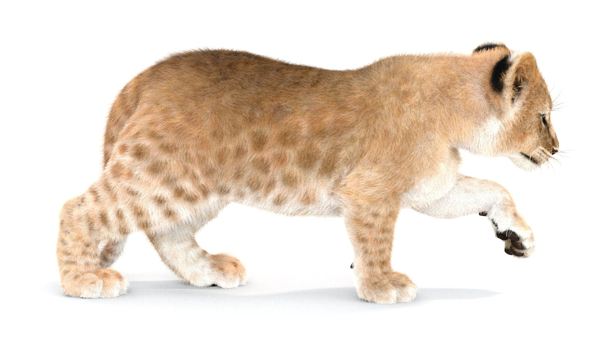 Rigged Lion Cub 3D Model with Fur 