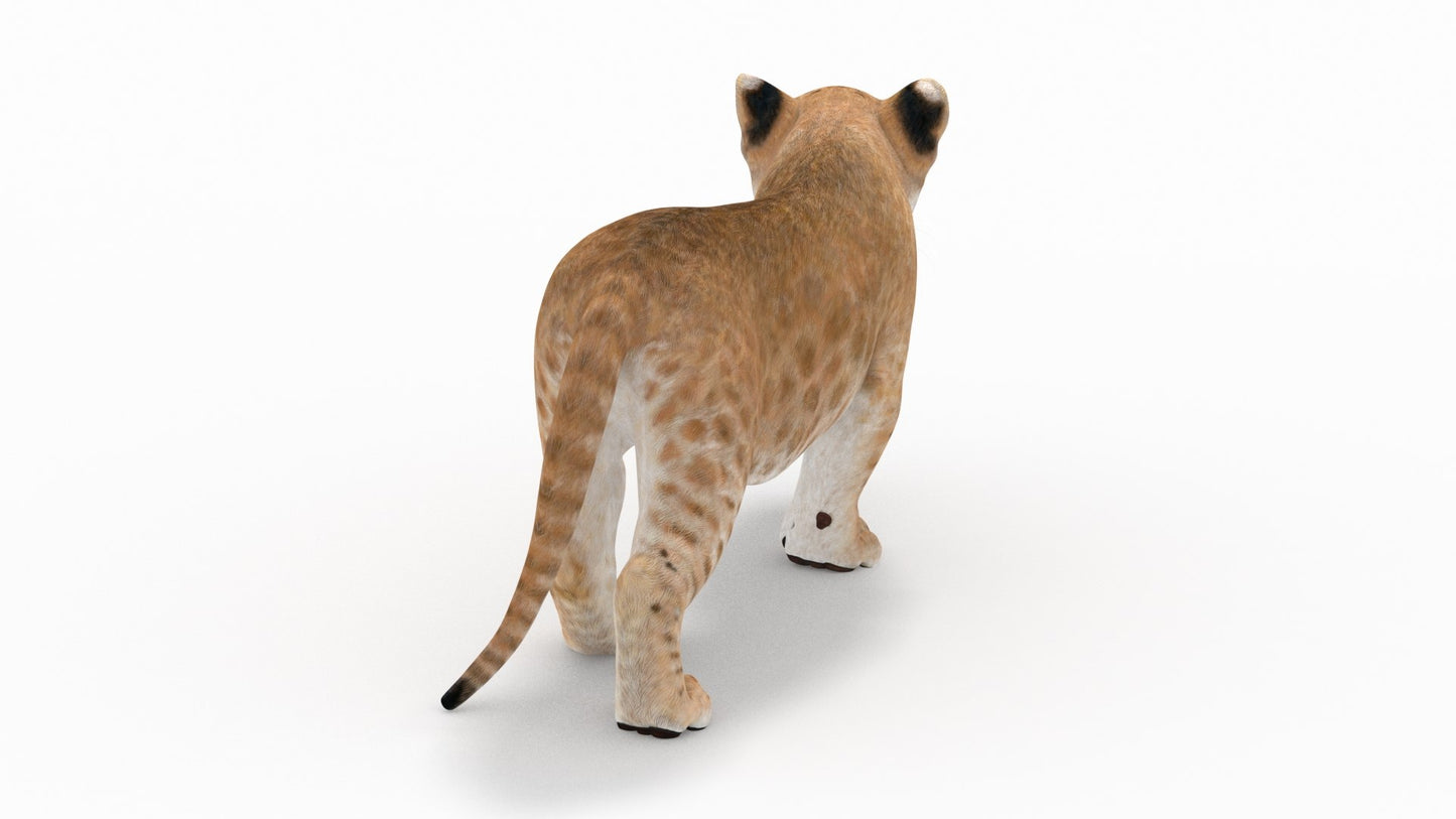 Rigged Lion Cub 3D Model