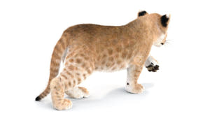 Rigged Lion Cub 3D Model with Fur  Thumbnail