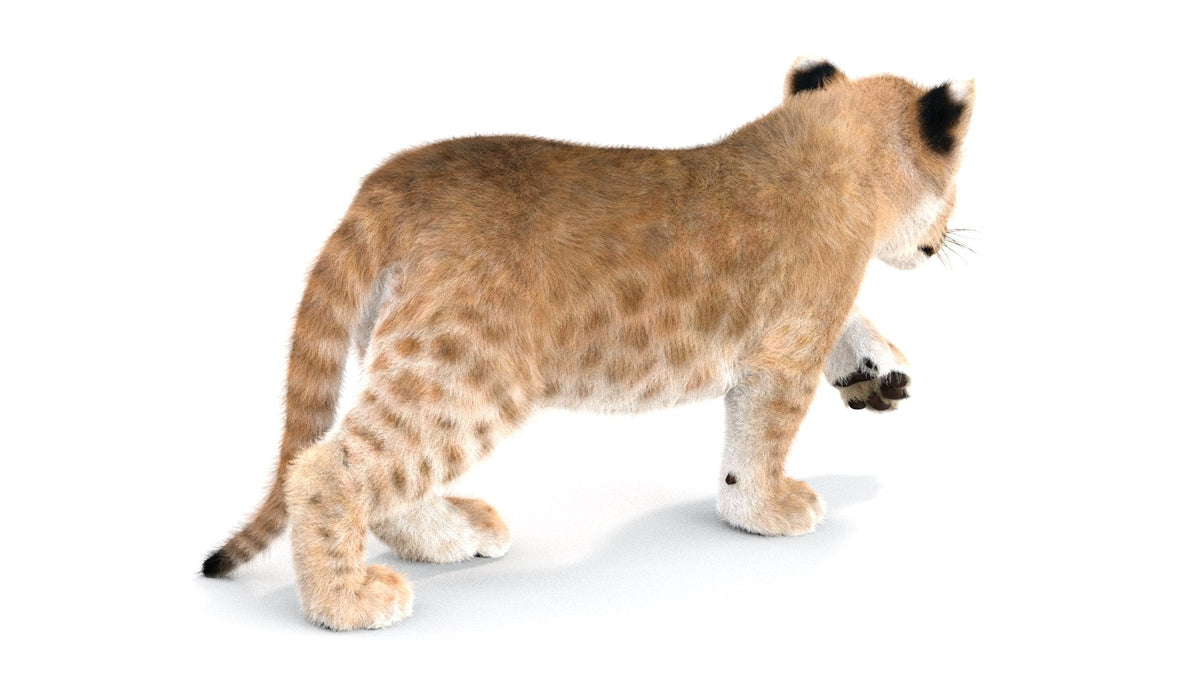 Rigged Lion Cub 3D Model with Fur 