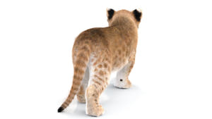 Rigged Lion Cub 3D Model with Fur  Thumbnail