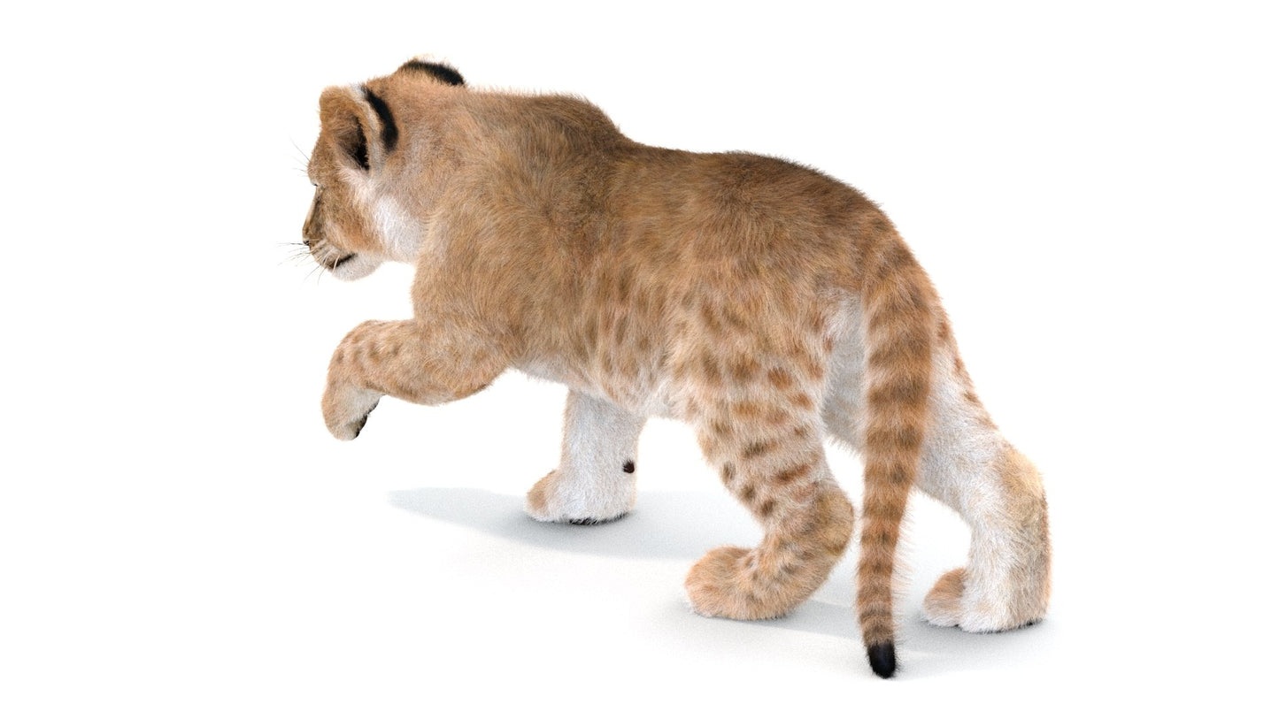Rigged Lion Cub 3D Model Fur
