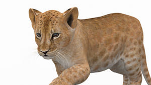 Rigged Lion Cub 3D Model for Download Close Up View Thumbnail