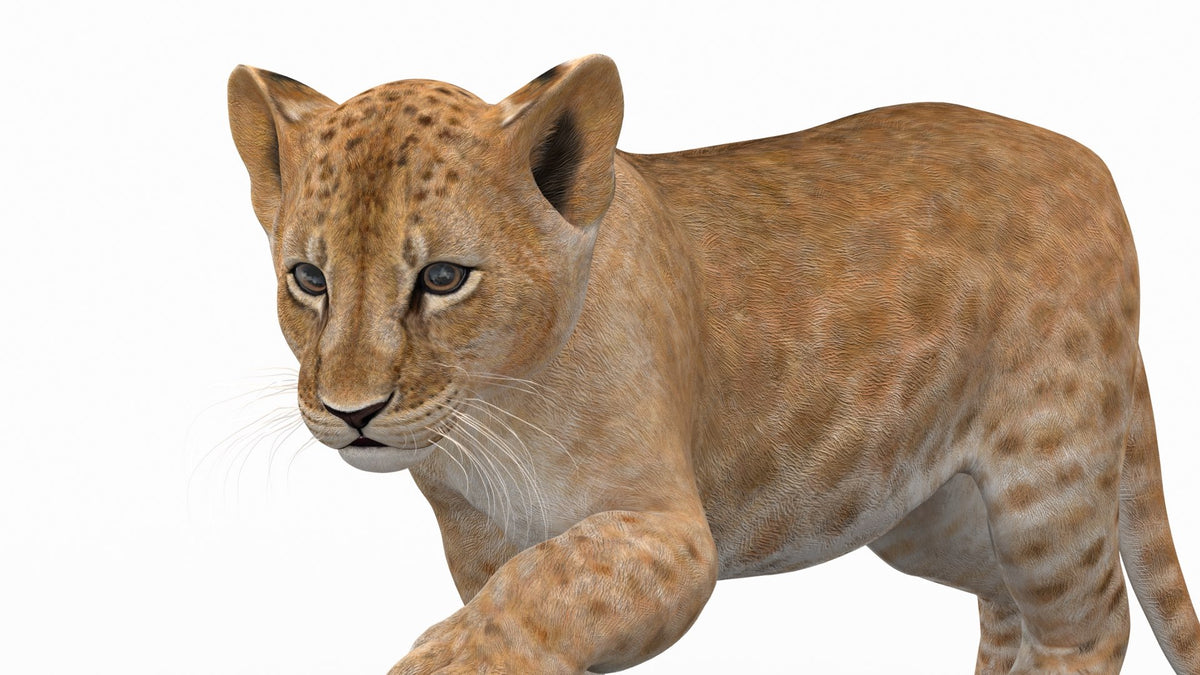 Rigged Lion Cub 3D Model for Download Close Up View