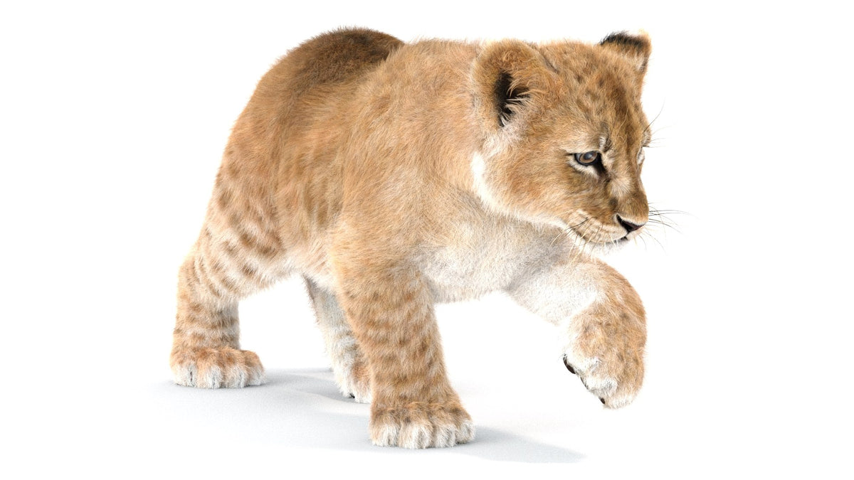 Rigged Lion Cub 3D Model with Fur 