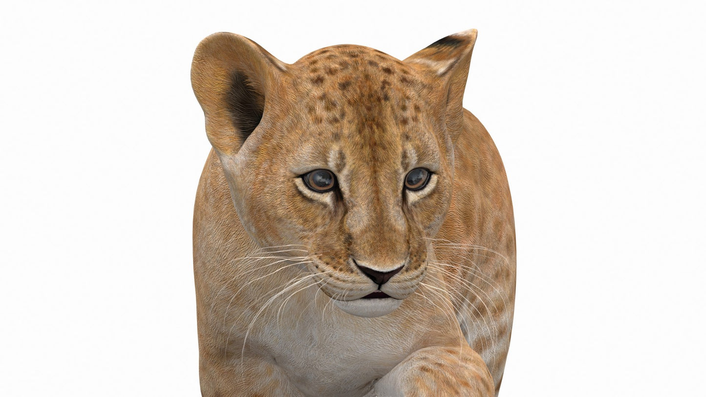 Rigged Lion Cub 3D Model