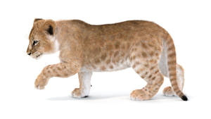 Rigged Lion Cub 3D Model with Fur  Thumbnail