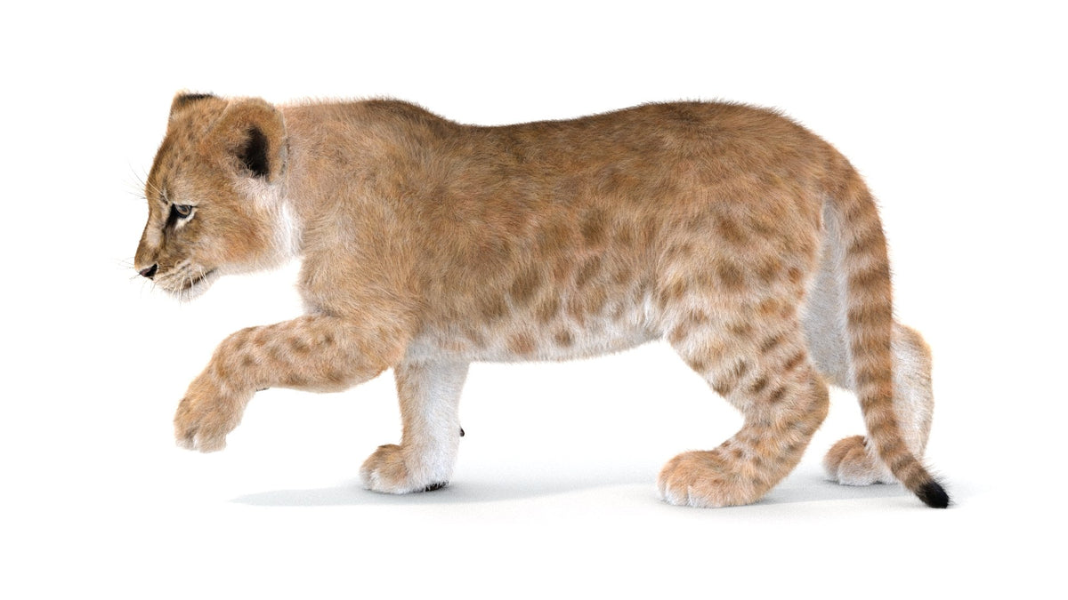 Rigged Lion Cub 3D Model with Fur 