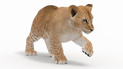 Rigged Lion Cub 3D Model